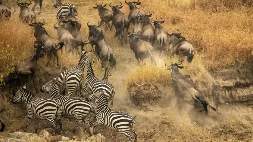 A wildebeest and zebra clash during the Great Migration in Africa, showcasing the fierce competition for survival.