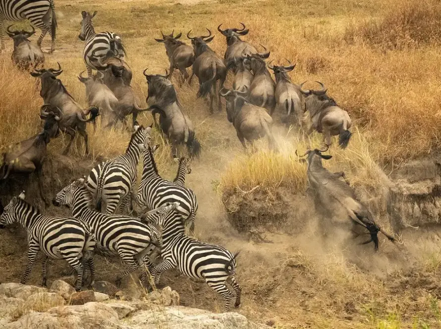 A wildebeest and zebra clash during the Great Migration in Africa, showcasing the fierce competition for survival.