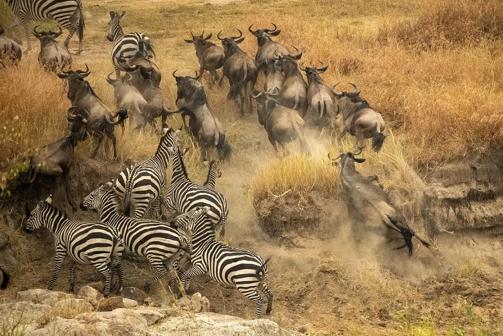 A wildebeest and zebra clash during the Great Migration in Africa, showcasing the fierce competition for survival.