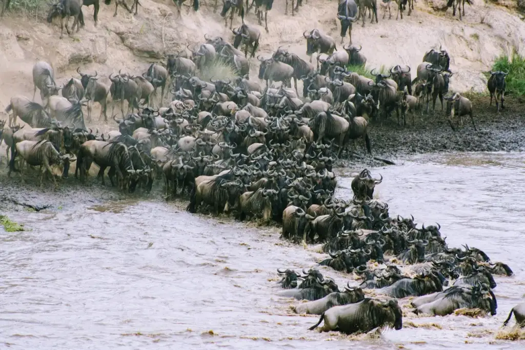 2. A large group of wildebeest navigating the river crossing in the Serengeti, showcasing their migration journey towards mara river