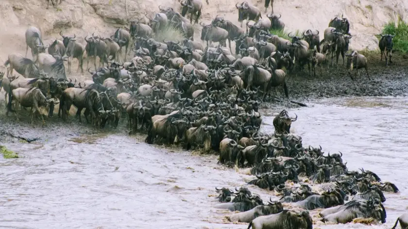 2. A large group of wildebeest navigating the river crossing in the Serengeti, showcasing their migration journey towards mara river