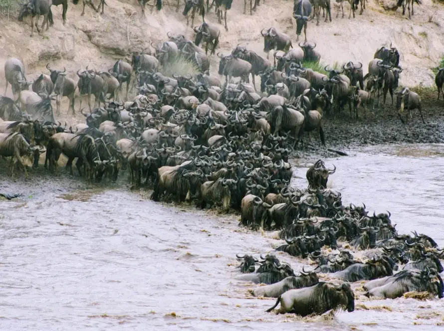 2. A large group of wildebeest navigating the river crossing in the Serengeti, showcasing their migration journey towards mara river