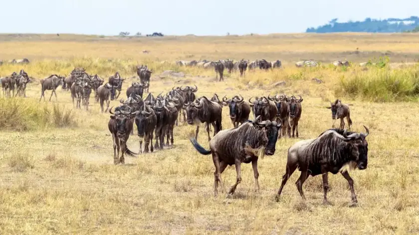 The Great Migration features wildebeests traversing the Masai Mara, illustrating the annual wildlife movement in Masai Mara and Serengeti.