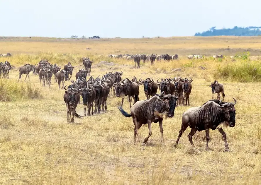 The Great Migration features wildebeests traversing the Masai Mara, illustrating the annual wildlife movement in Masai Mara and Serengeti.