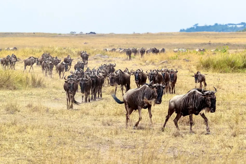 The Great Migration features wildebeests traversing the Masai Mara, illustrating the annual wildlife movement in Masai Mara and Serengeti.
