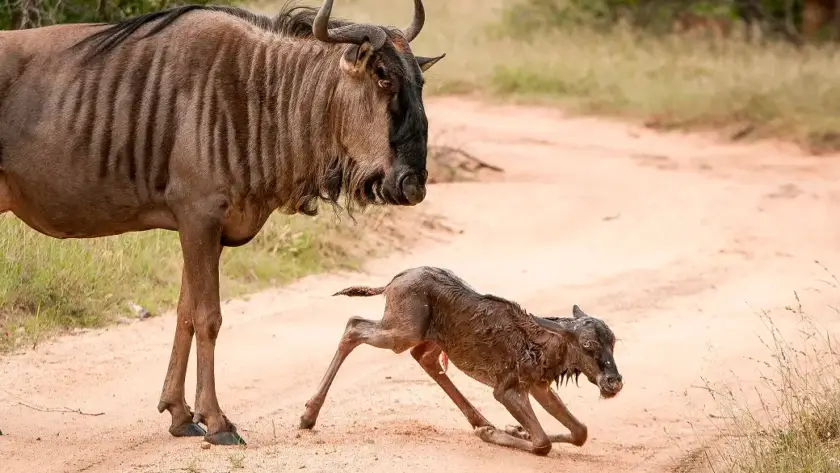 A newborn wildebeest calf standing in a grassy field during calving season, showcasing its soft fur and curious expression.