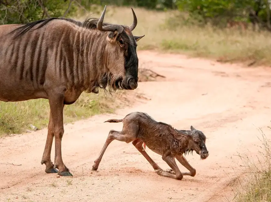 A newborn wildebeest calf standing in a grassy field during calving season, showcasing its soft fur and curious expression.