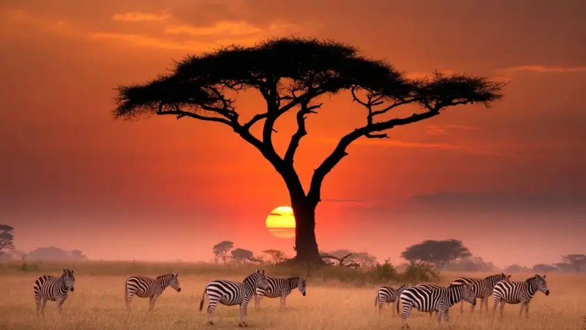 Zebras gather in a field at sunset, creating a striking scene during an Arusha safari.