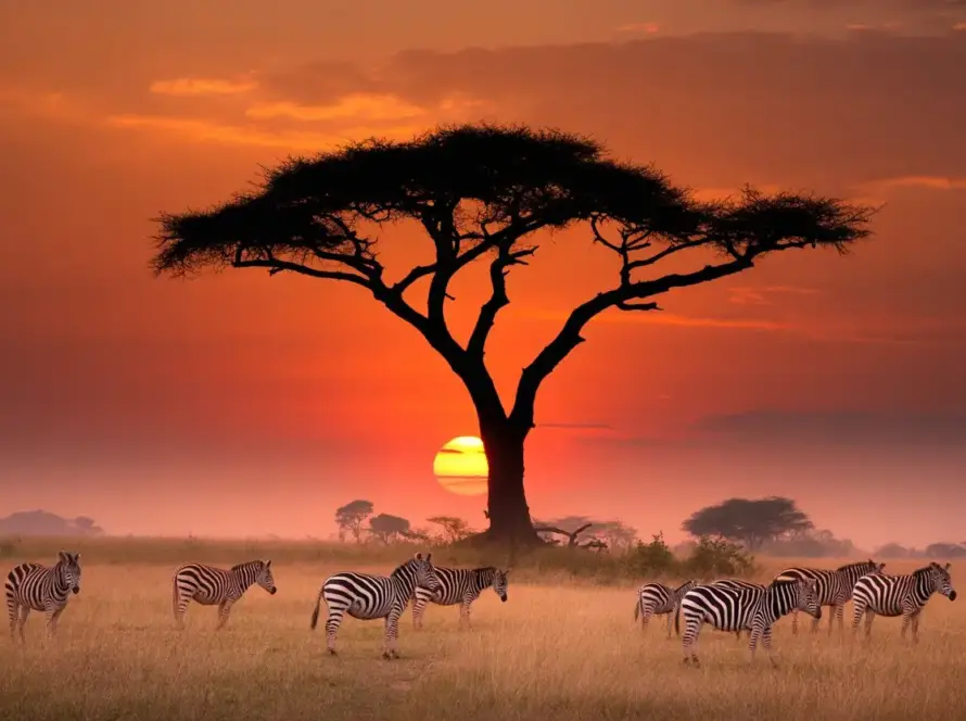 Zebras gather in a field at sunset, creating a striking scene during an Arusha safari.