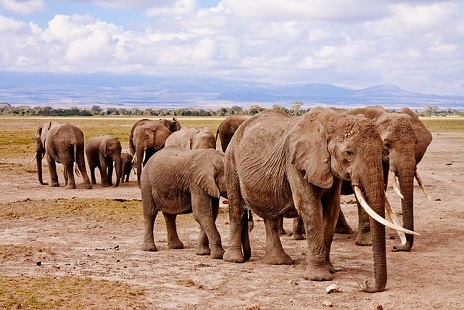 Elephant herd in Amboseli