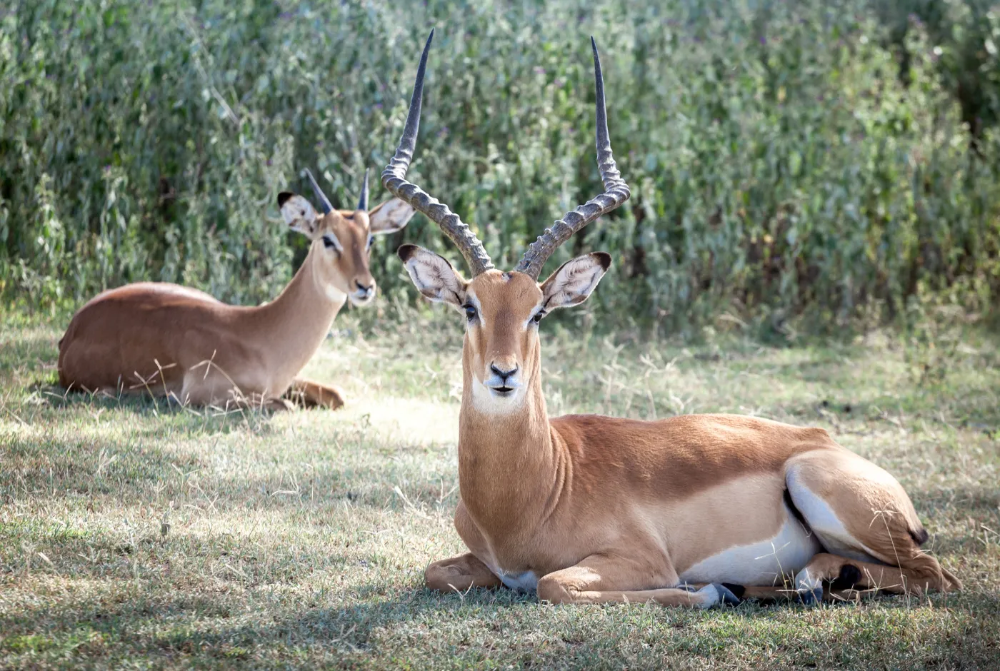 Kilidove-Tour-Safari-Tanzania-10