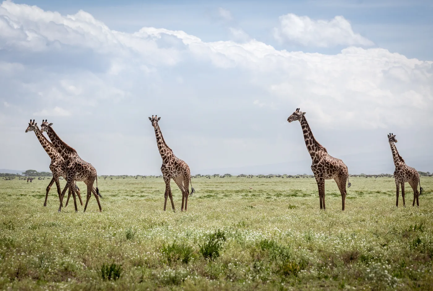 Kilidove-Tour-Safari-Tanzania-11