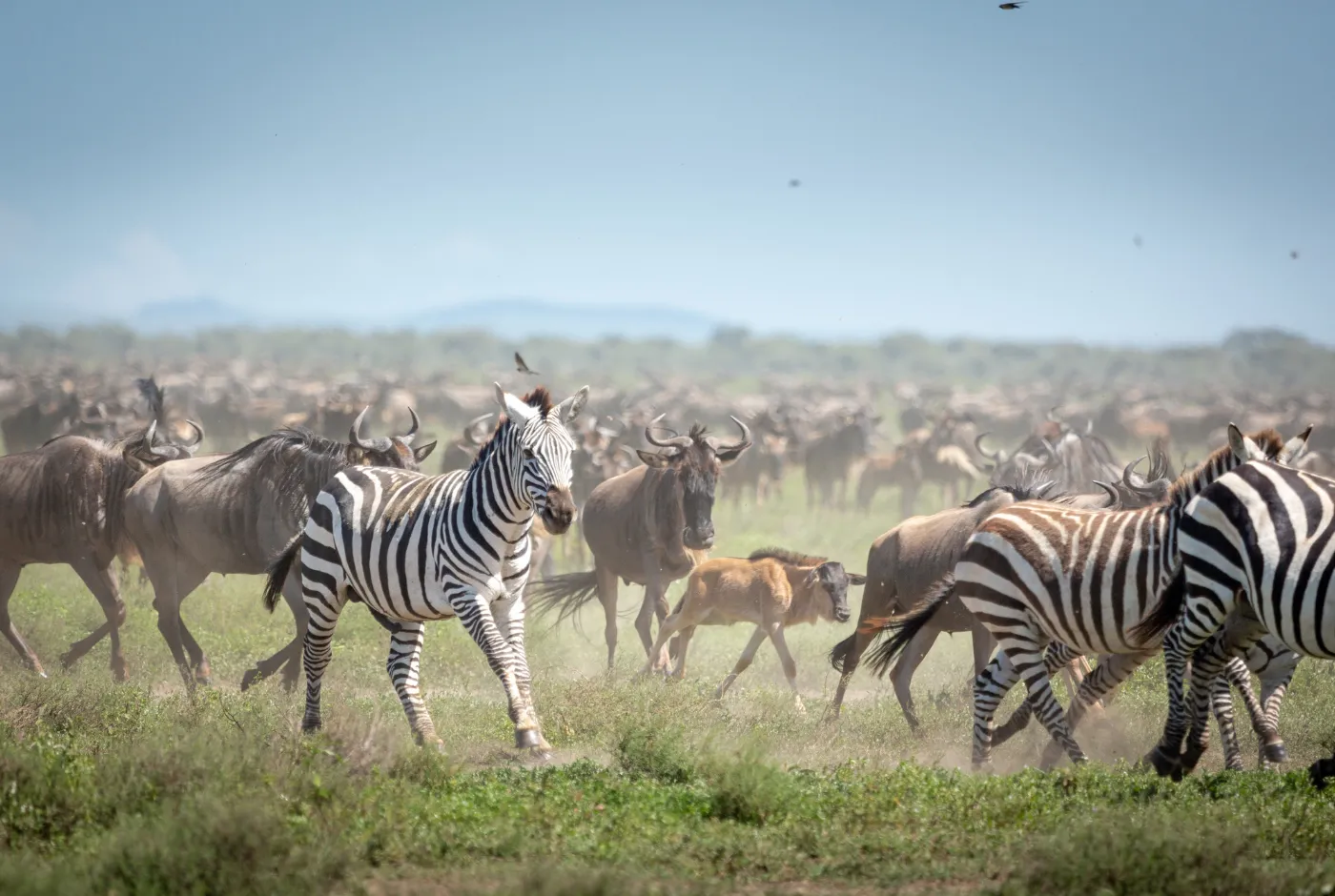 Kilidove-Tour-Safari-Tanzania-13