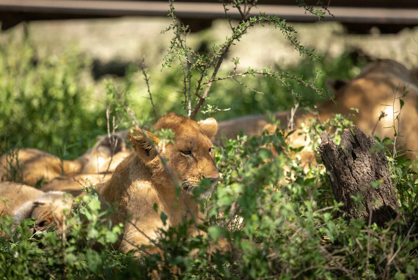 Kilidove-Tour-Safari-Tanzania-15