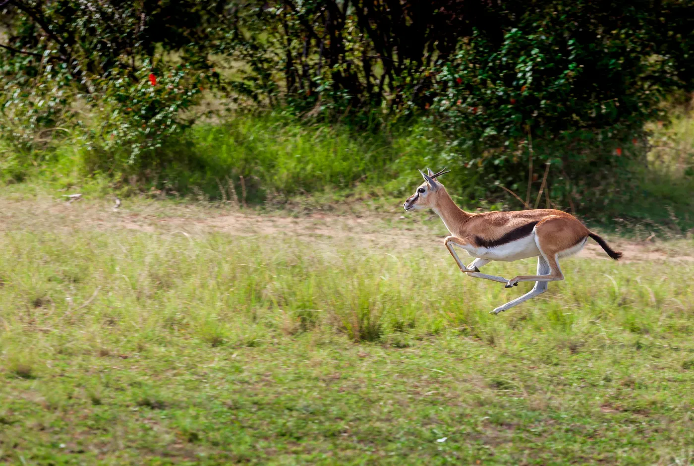 Kilidove-Tour-Safari-Tanzania-17