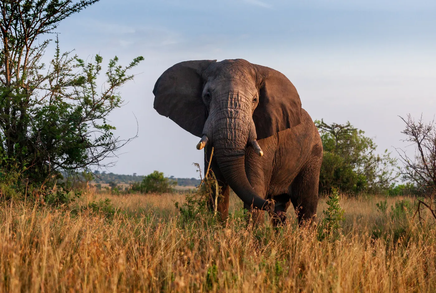 Kilidove-Tour-Safari-Tanzania-19