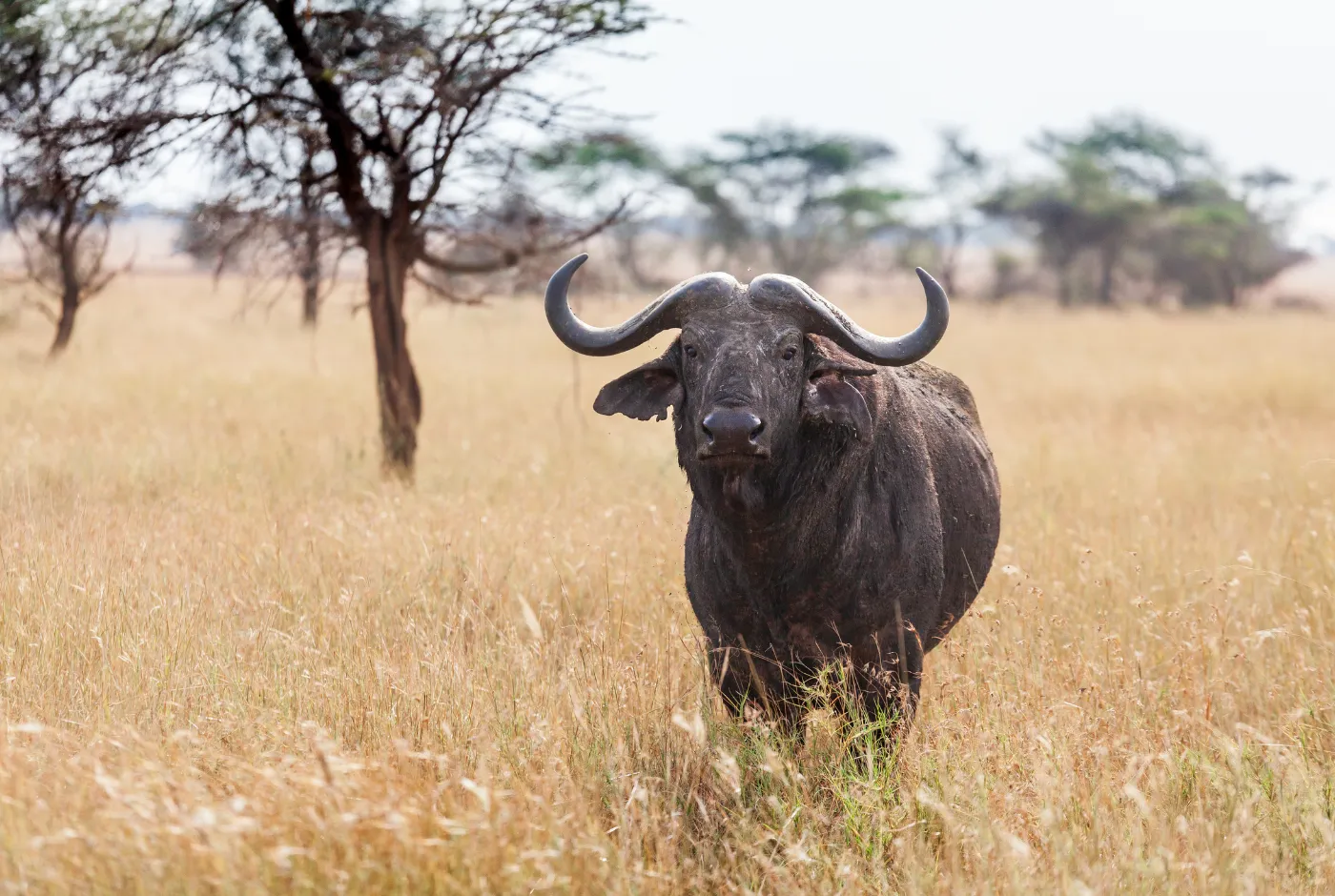 Kilidove-Tour-Safari-Tanzania-20