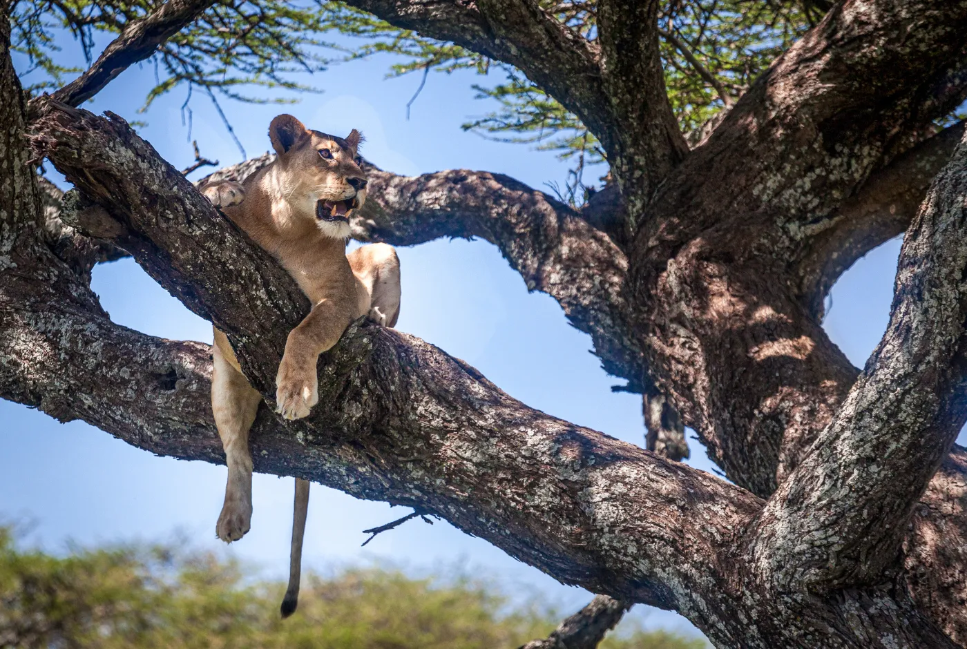 Kilidove-Tour-Safari-Tanzania-24