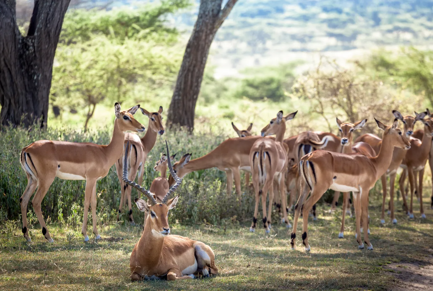 Kilidove-Tour-Safari-Tanzania-25