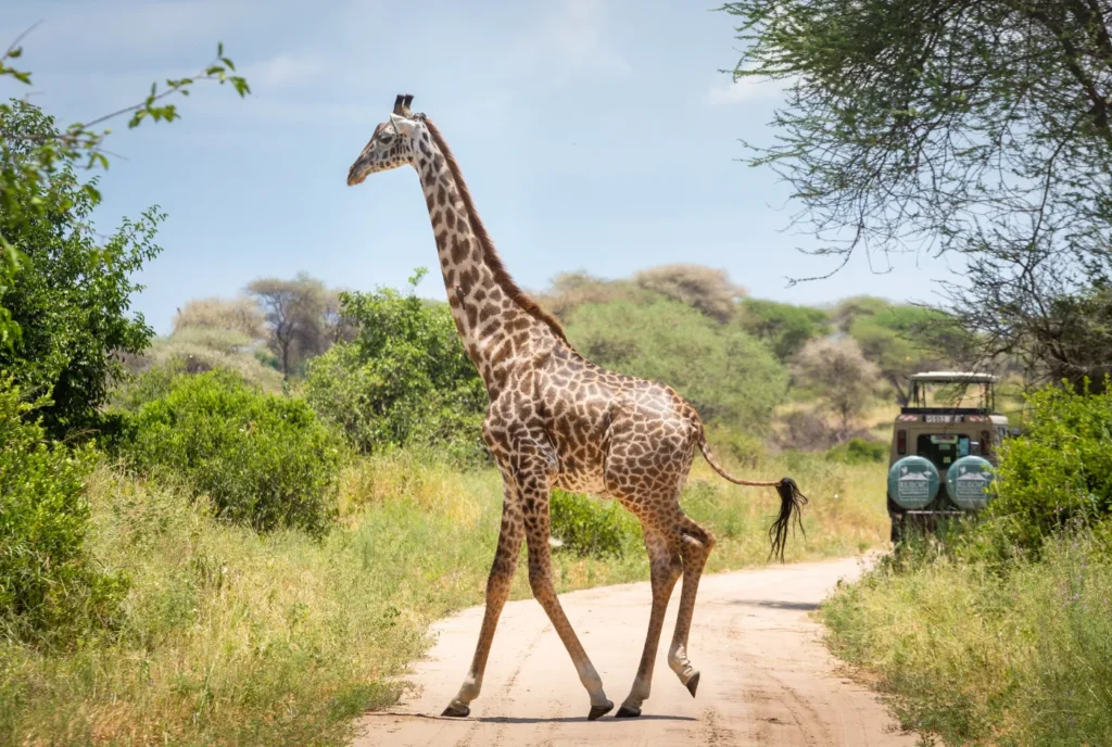 A Maasai giraffe crossing a dirt track with a Kilidove Tours safari vehicle in the background, Tarangire National Park