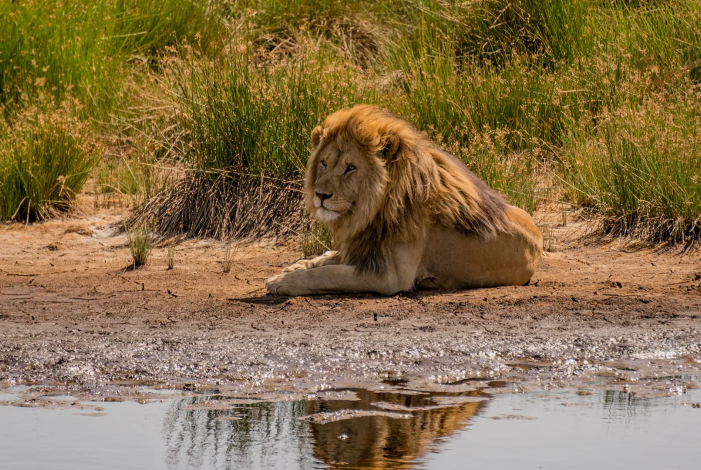 Kilidove-Tour-Safari-Tanzania-38