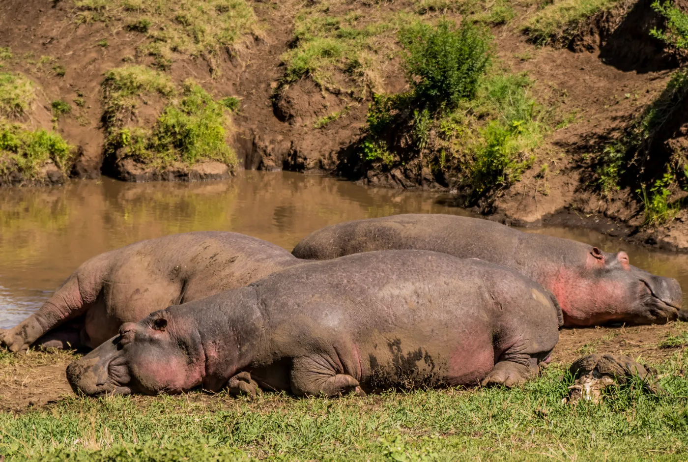 Kilidove-Tour-Safari-Tanzania-40
