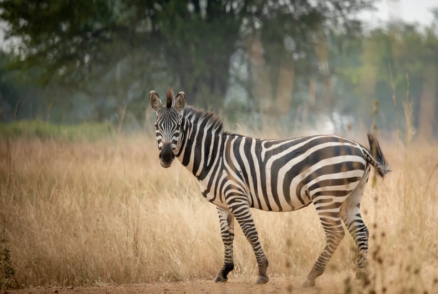 Kilidove-Tour-Safari-Tanzania-5