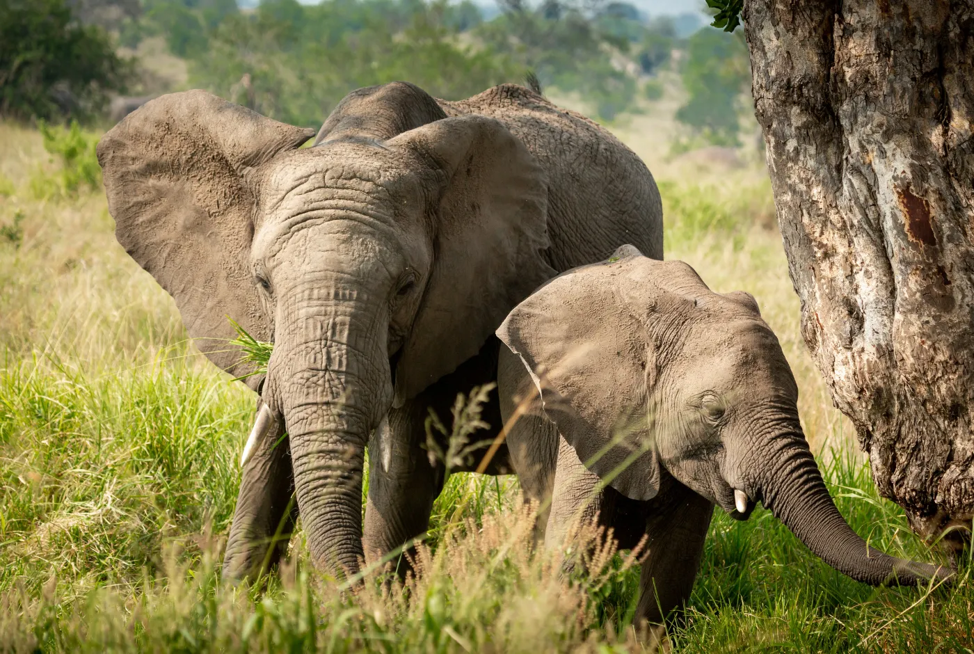 Kilidove-Tour-Safari-Tanzania-7