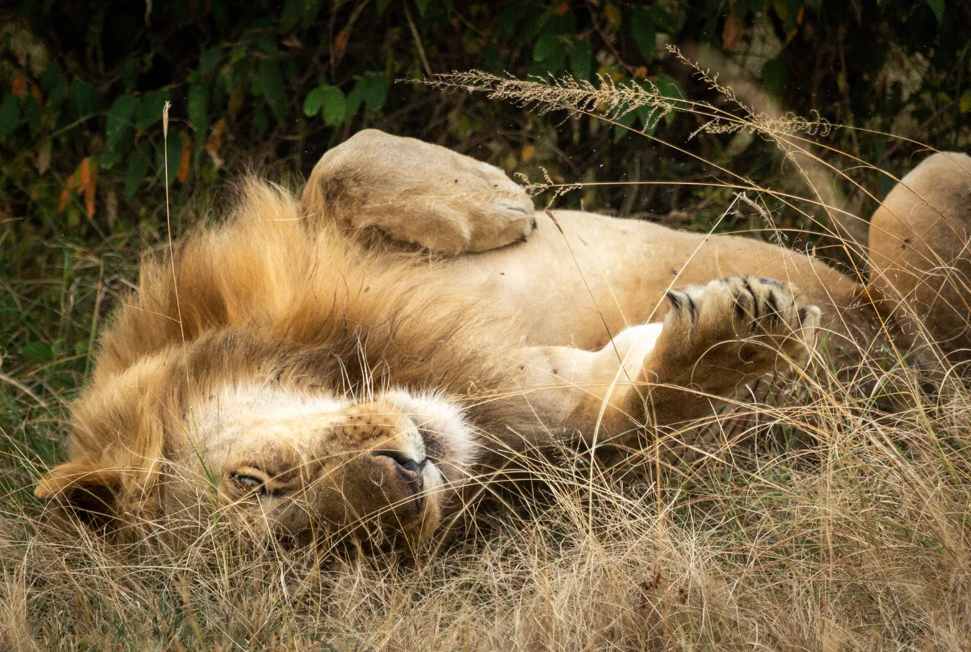 Kilidove-Tour-Safari-Tanzania-8