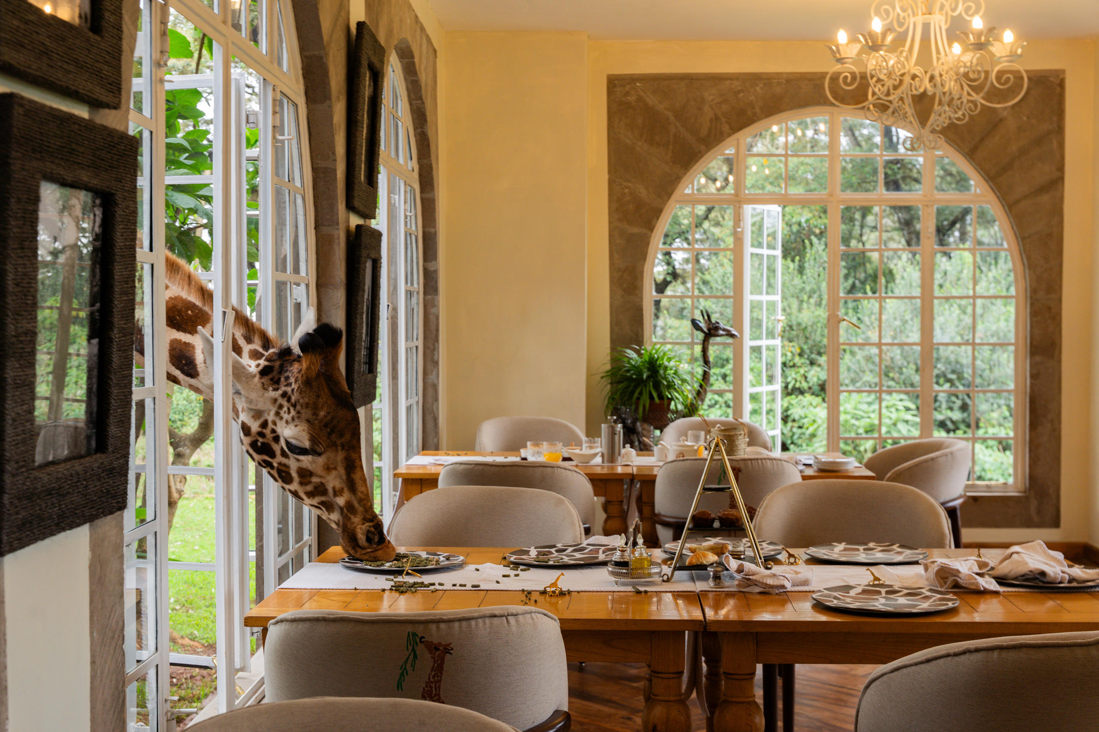 Guests sharing breakfast while Rothschild’s giraffes peek through the windows