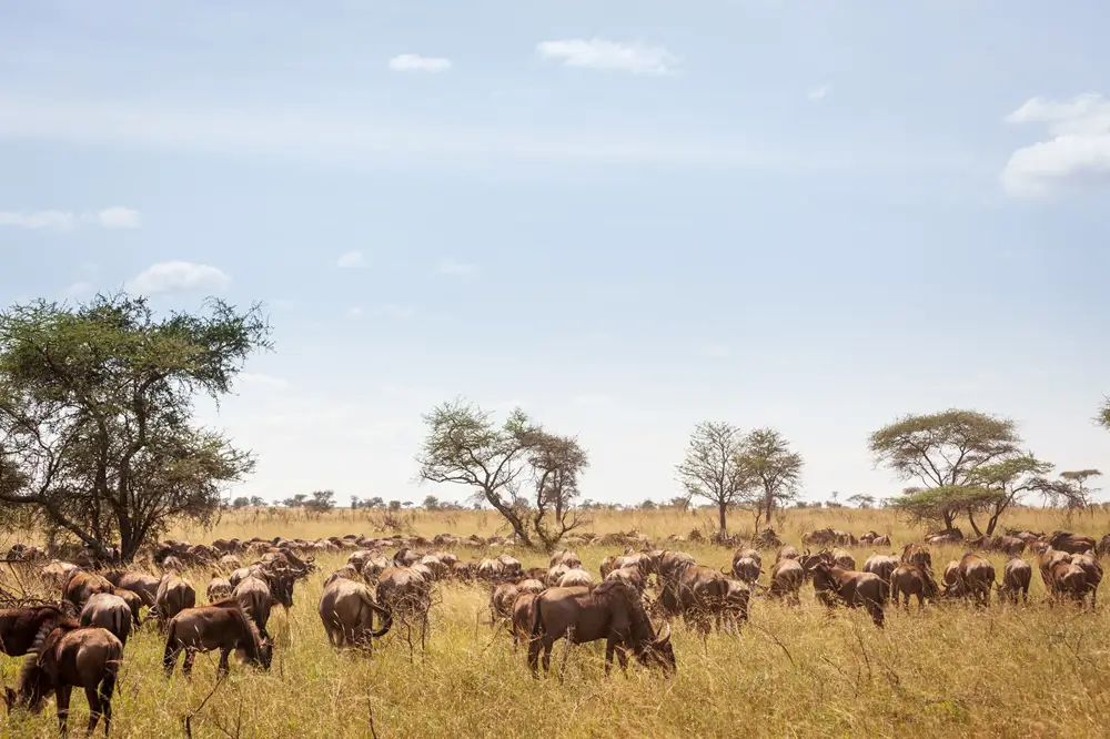 A herd of wildebeest grazing in golden grassland among acacia trees on the Serengeti