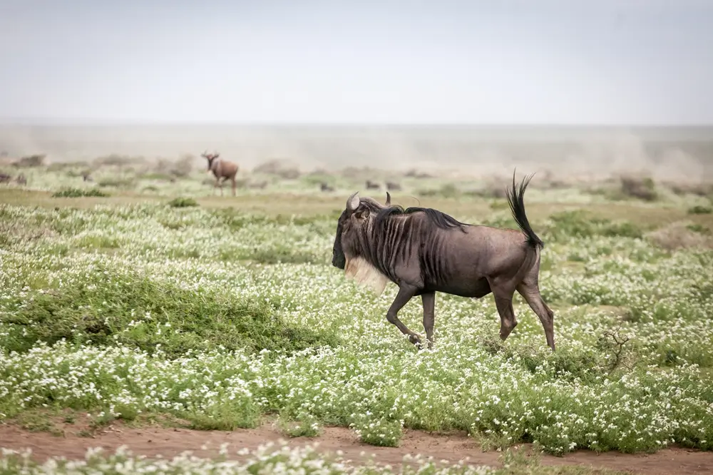 A wildebeest walking across green Serengeti plains dotted with white wildflowers