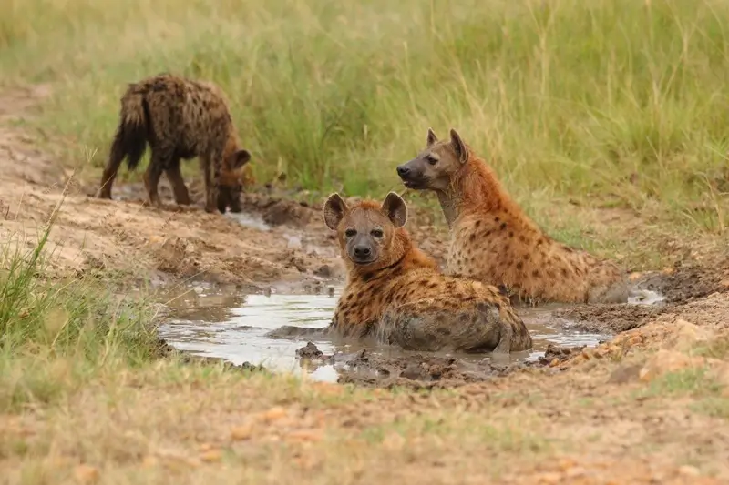 Hyena lying at the edge of a waterhole