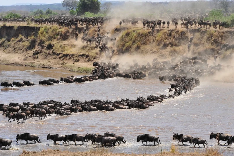 Wildebeest crossing a dusty riverbed