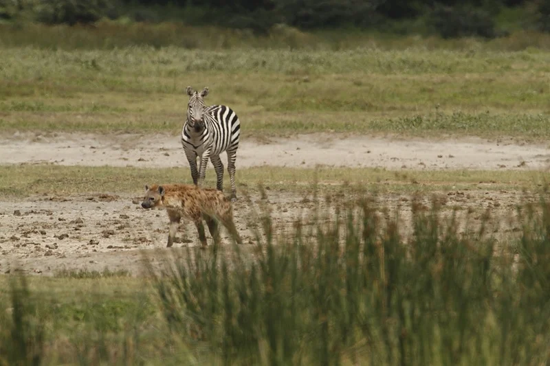 A wild spotted hyena walking past a standing zebra on the open savannah grass, viewed from a safe distance to practice responsible travel in the crater.