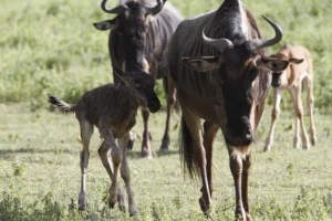 A newborn wildebeest calf walking alongside its mother on lush green grass during the wet calving season, illustrating how seasonal tanzania weather drives the wildlife cycle.