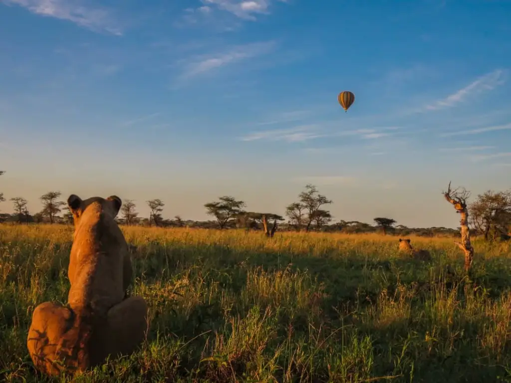 Lion and hot air balloon in the Serengeti