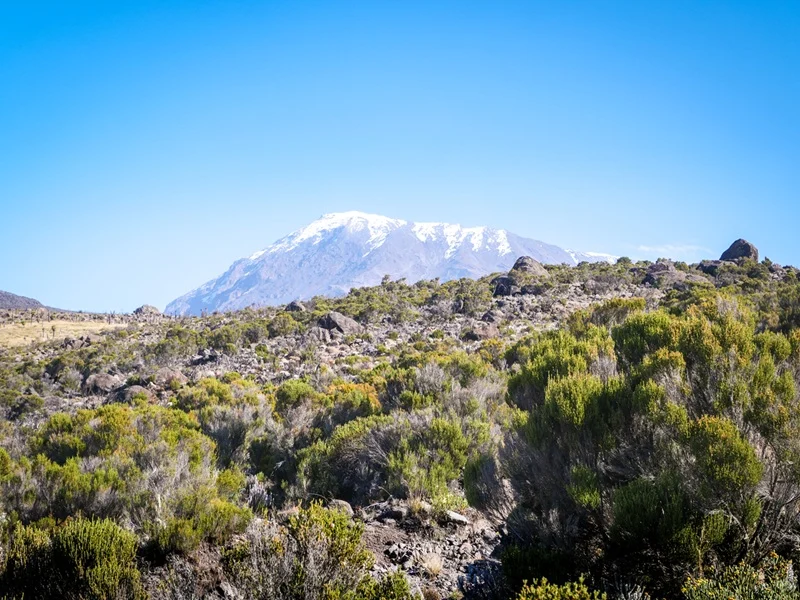 Kilimanjaro seen across the moorland