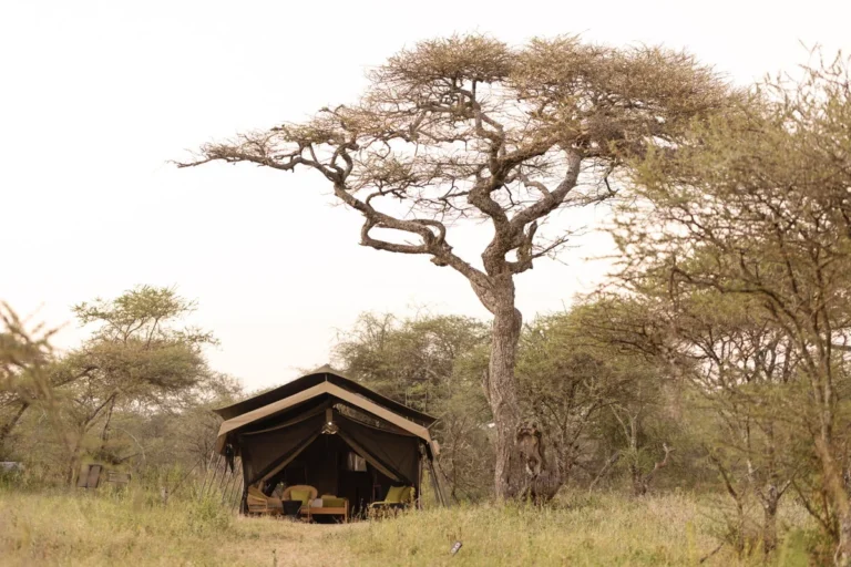 Ndutu Wilderness Camp