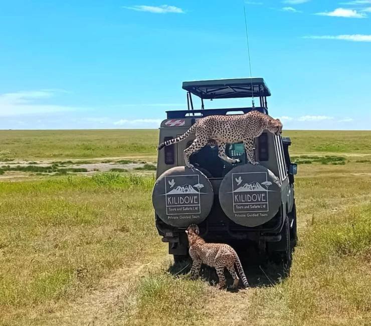 Two Cheetah on Kilidove Tours Jeep