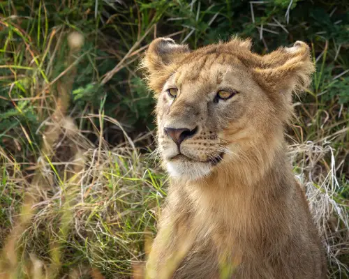 Solo Lion at Lion Cub Tarangire