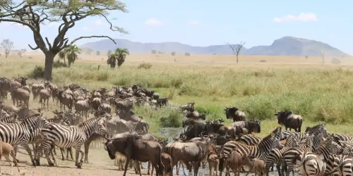 Wildebeests and Zebras in Seronera During a 9 days great migration tracking in Serengeti