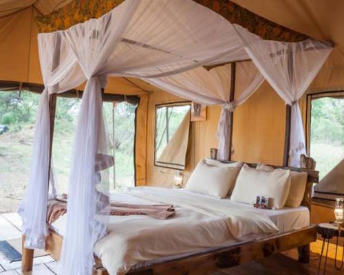 Luxurious tent interior with covered bed, wooden floors, and simple lighting.