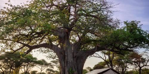 Room Outside view at Baobab Tented Camp