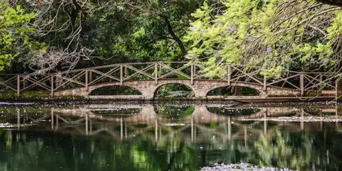 A peaceful pond with water lilies and a wooden bridge at NgareSero Mountain Lodge.