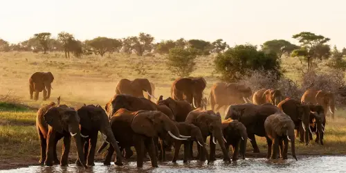 A herd of elephants grazing in Tarangire National Park, showcasing their majestic presence in the wild.
