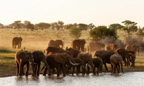 A herd of elephants grazing in Tarangire National Park, showcasing their majestic presence in the wild.