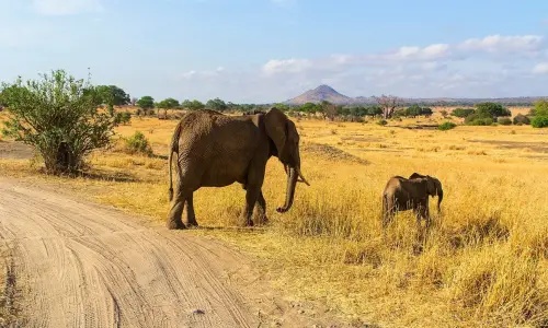 Tarangire Elephants