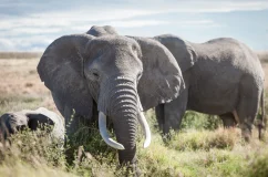 3 Elephants 3 Elephants During a Safari in Tanzania