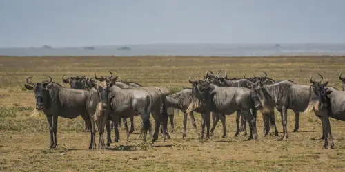 A herd of wildebeest stands on the grassy plains of Ngorongoro Crater in July